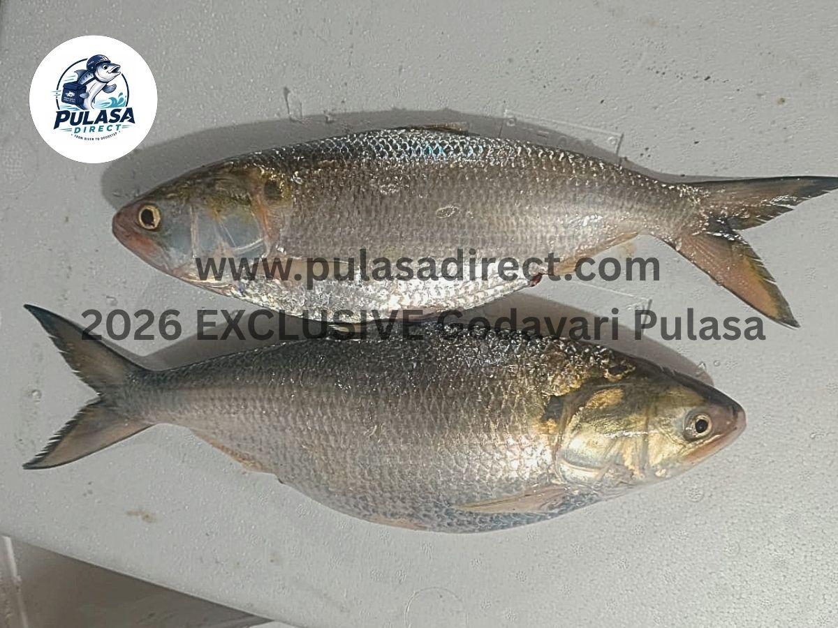 www.pulasadirect.com 2026 EXCLUSIVE Catch Godavari Pulasa Fish